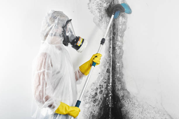 Best Asbestos and Lead Testing During Mold Inspection  in Tremont, IL