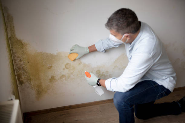 Best Emergency Mold Remediation  in Tremont, IL