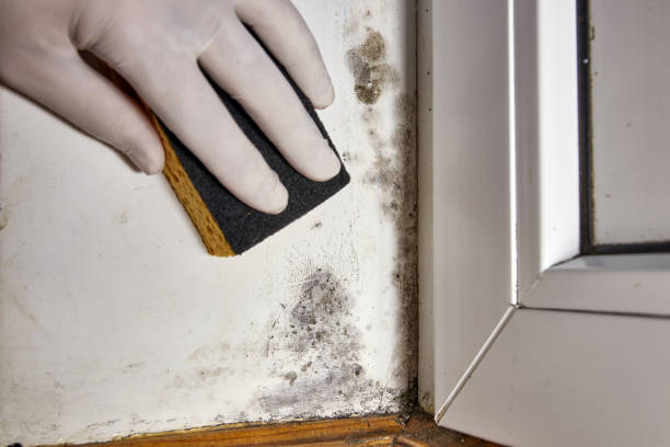 Best Dehumidification Services  in Tremont, IL