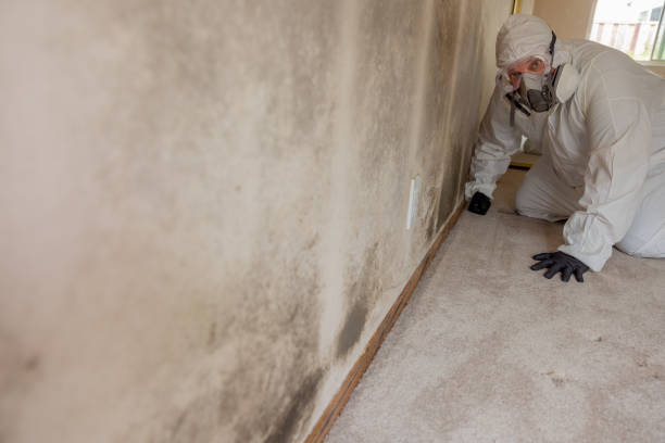 Best Environmental Consulting for Mold Prevention  in Tremont, IL